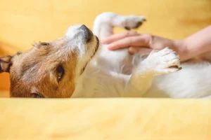 Exploring holistic end-of-life care for pets