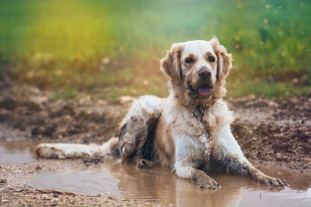 How to Freshen Up Your Dog Artistic Solution to Banish Fishy Rear Smells